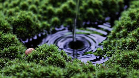 water dripping into a mossy puddle