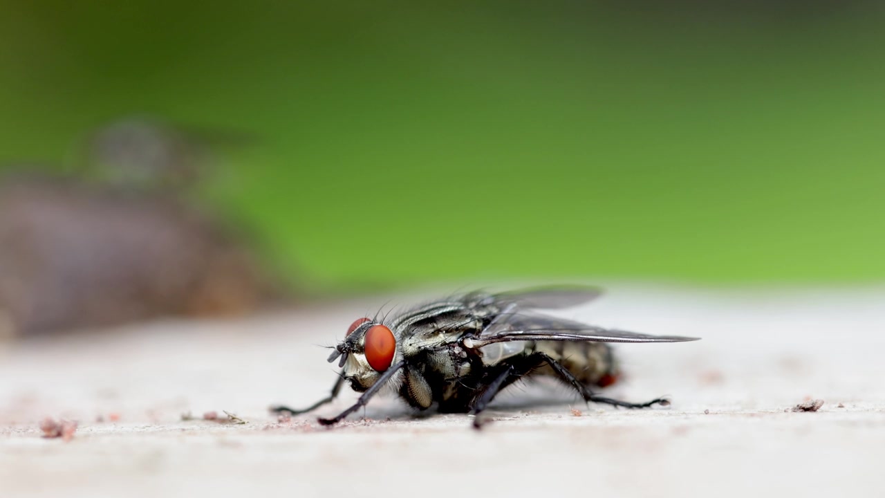 A Flesh Fly near to a bird dropping. UK