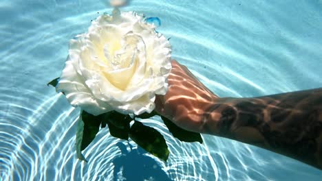 white rose and a tattooed arm in underwater slow-motion