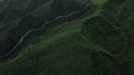 antena: campos de té en cameron highlands