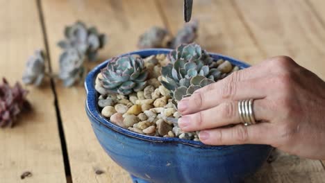 persona cuidando plantas suculentas