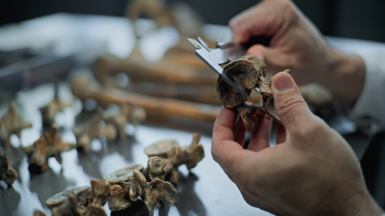 científico que examina los fósiles de las vértebras