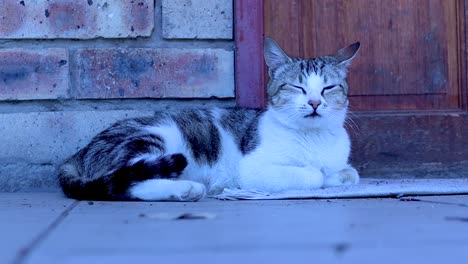 een foto van een huiskat die op de vloer ligt en een kitten die erachter sluipt