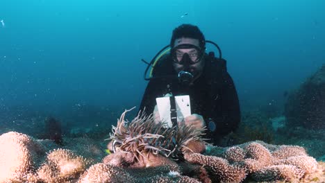 scuba diver observing marine life on a coral reef