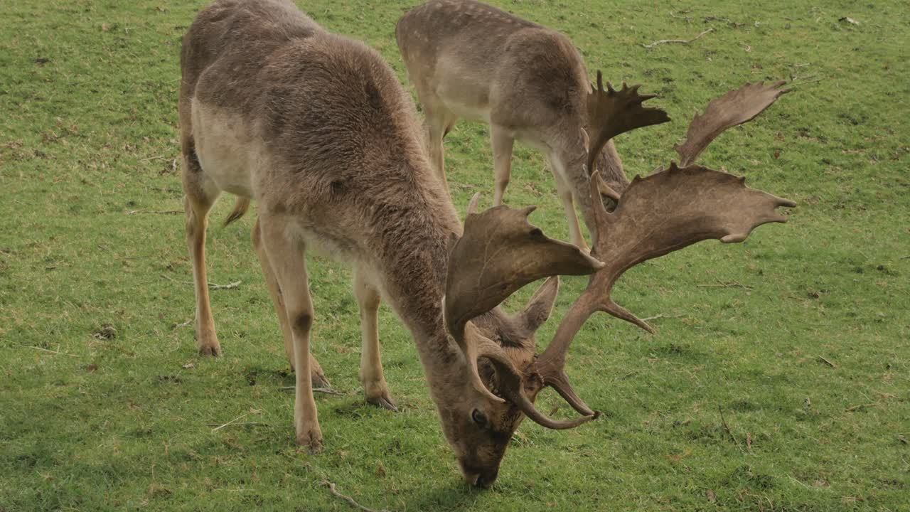 A Pair Of Deer Graze And Eat Grass