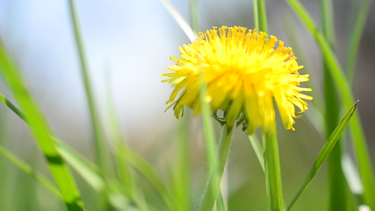 Fotografie van paardenbloemen in de lente