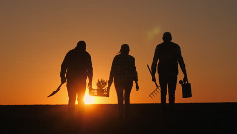 agricultores plantando árboles al atardecer