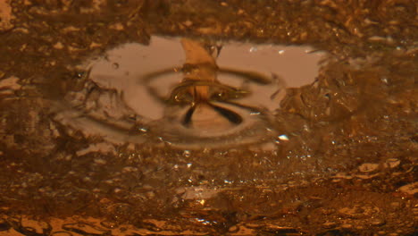 light ipa pouring container closeup. carbonated lager foaming making mousse