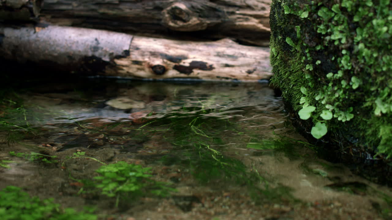 쓰러진 나무 와 큰 돌 들 사이 에서 봄 에서 흐르는 차가운 물