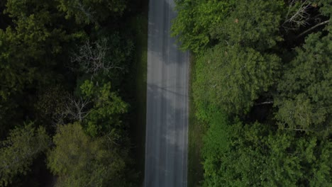 driving down a road in the wooded forest