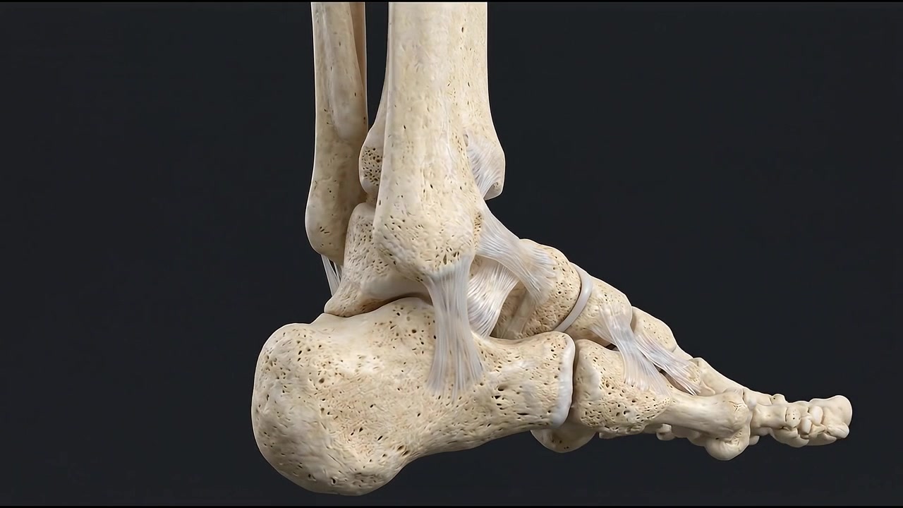 Medical visualization of hand bones highlighting anatomy