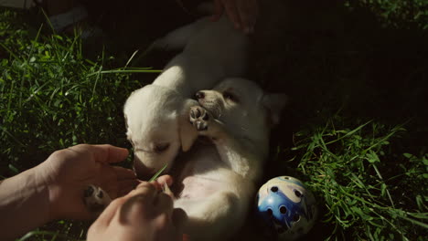 top view of caucasian woman hands playing and petting two labrador puppies on green grass