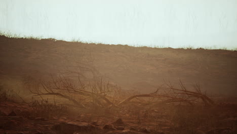 desolate desert landscape with dead trees in fog