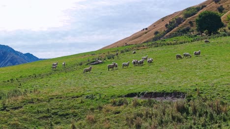 flock of sheep graze on picture perfect green hillside on sunny day