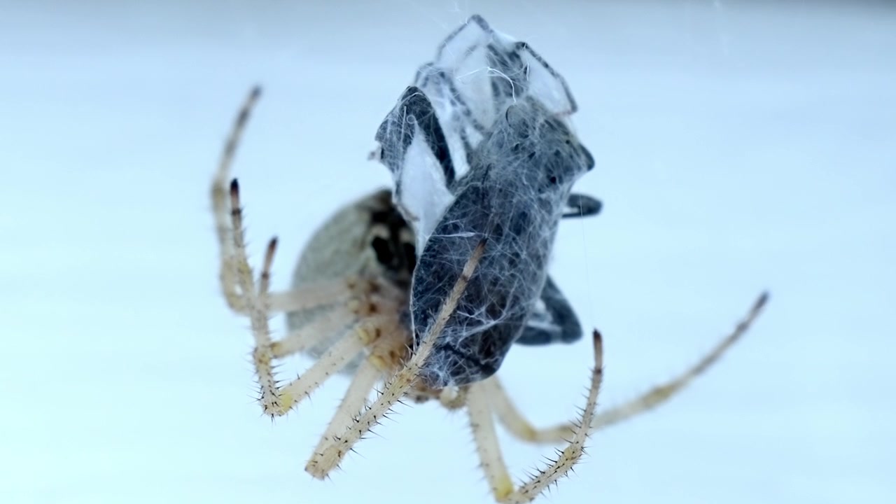 Primissimo piano di un ragno tessitore che cattura una preda