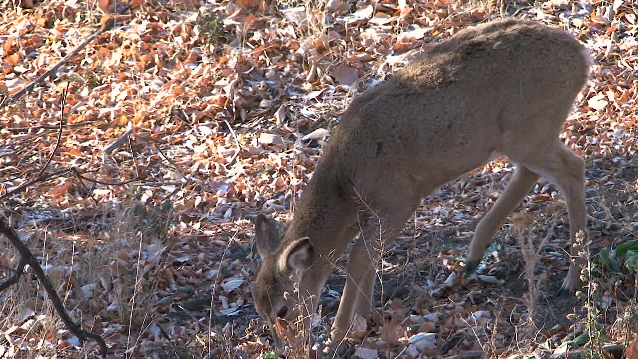 가을 숲의 사슴