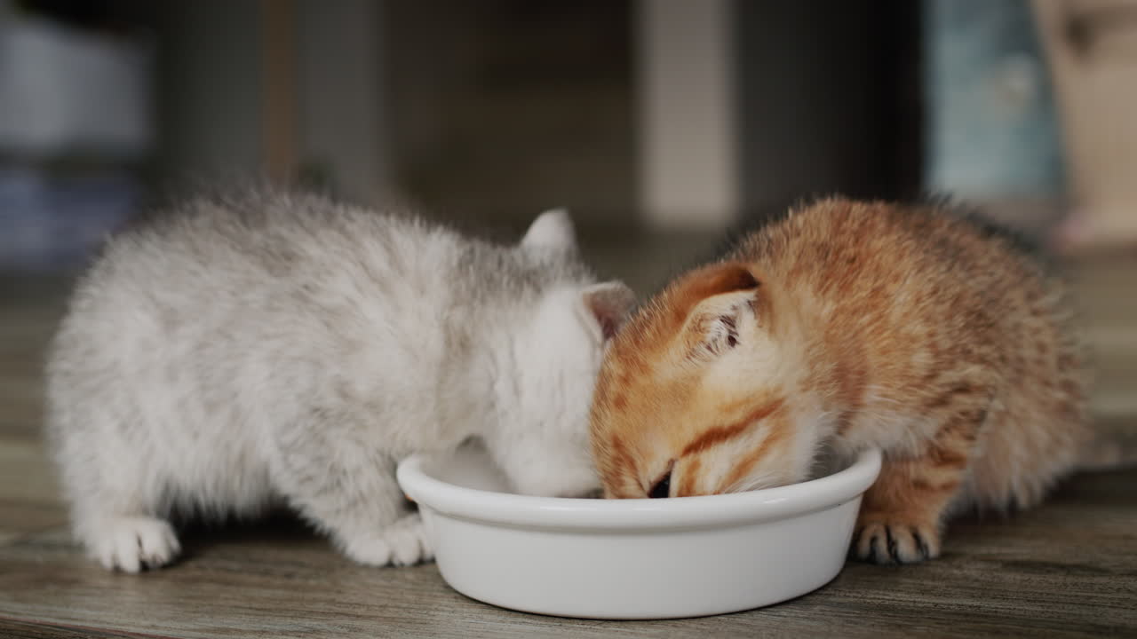 Zwei kleine Kätzchen fressen Futter aus einer Schale auf dem Boden.