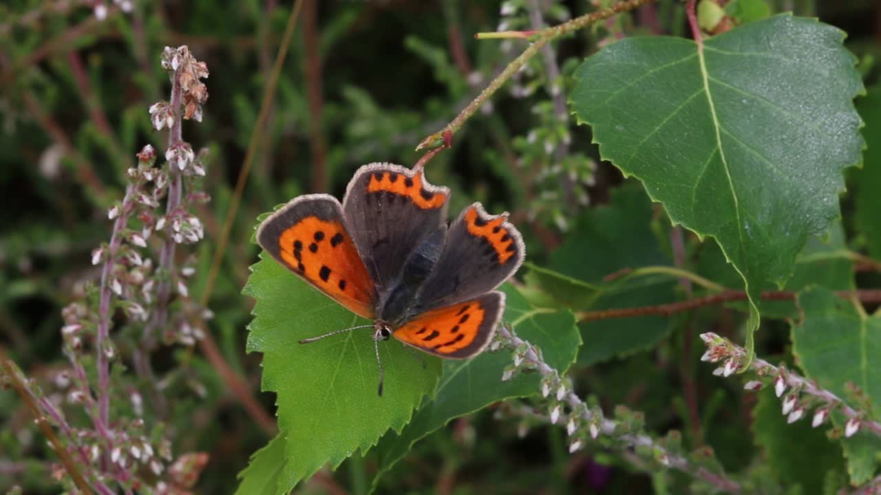 una pequeña mariposa de cobre, lycaena phlaeas, posada en una hoja de abedul entre el brezo