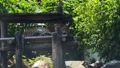 leopard lounging on wood platform. a leopard lounges on a wooden structure surrounded by vibrant greenery during a sunny day at the wildlife habitat