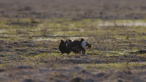pelea de lek de cría de urogallo negro temprano en la mañana