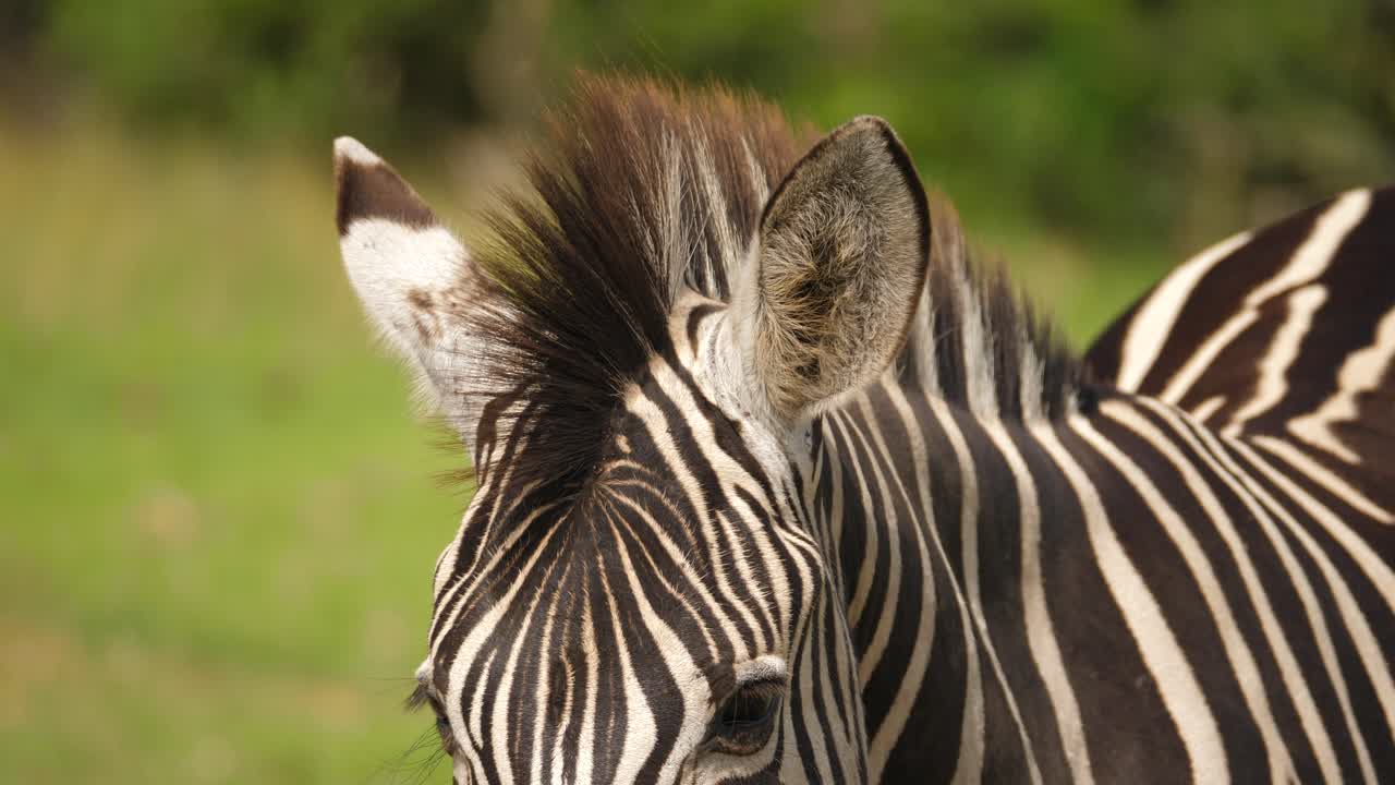 남아프리카 공화국의 초원에 서 있는 얼룩말의 초상화, 정면도, 근접 촬영