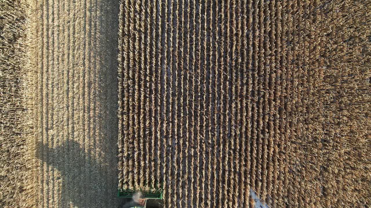 en noviembre, una operación agrícola en ne wisconsin corta y recolecta maíz para ensilaje