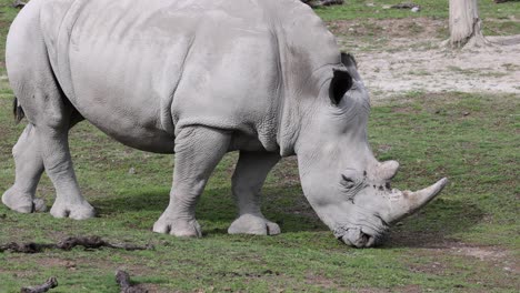 Large-White-Rhinoceros-grazing-on-grassy-pasture-and-eating-during-sunny-day,-slow-motion