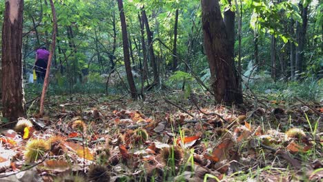 First-person-low-angle-walk-in-chestnut-wood-among-trees-and-hedgehogs-with-woman-harvesting-in-background