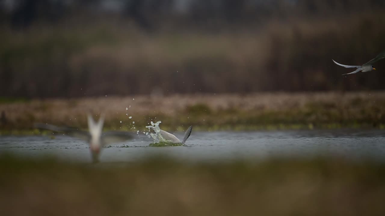 The River terns Hunting Fish in River side