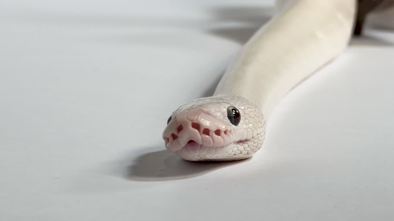 Macro di un pitone reale leucistico bianco che fa guizzare la lingua su una superficie bianca