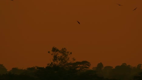 Eagles-soar-above-silhouette-forest-woodland-trees-with-orange-dawn-skyline