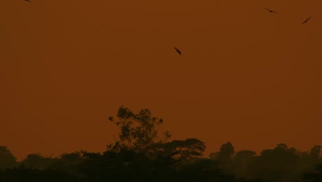 eagles soar above silhouette forest woodland trees with orange dawn skyline