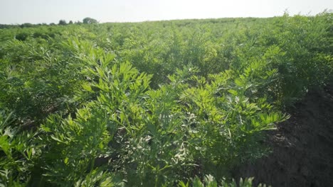 beautiful view of green sprouts in fertile soil in the field
