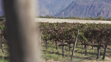 high-altitude vineyards in cafayate, salta, argentina