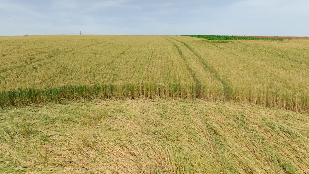 круг в сельскохозяйственном поле - отступление дрона