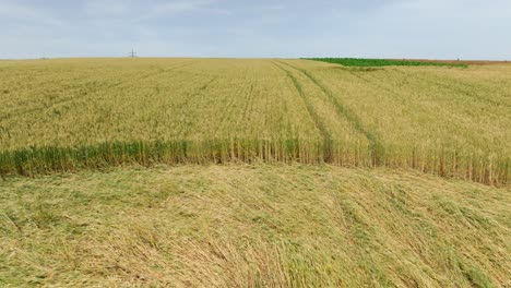 círculo de cultivo en el campo de la granja - retiro del avión no tripulado
