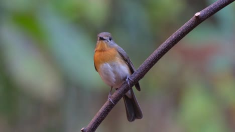 Mirando-Hacia-La-Izquierda-Mientras-Mira-A-Su-Alrededor,-Papamoscas-Azul-Indochino-Cyornis-Sumatrensis-Hembra,-Tailandia