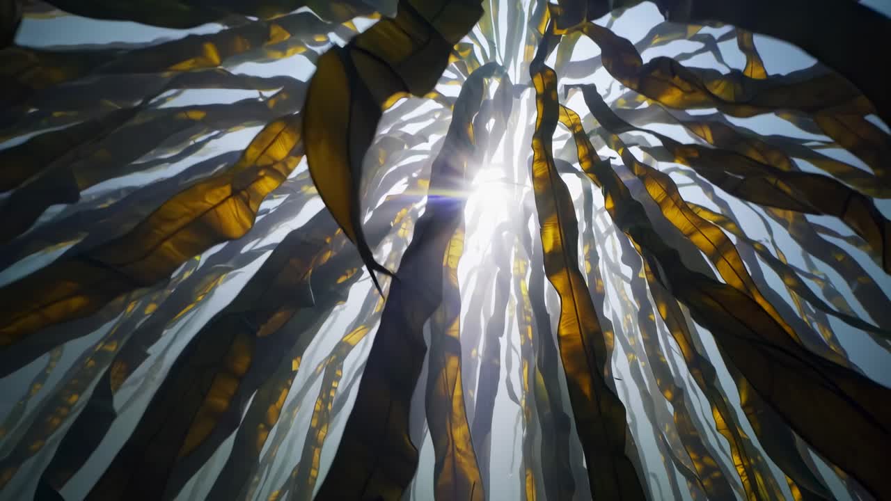 Undervands videoscene med et lavt perspektiv af sollys, der filtrerer gennem svajende tang.