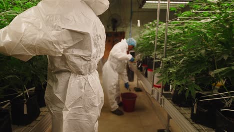 cannabis cultivators in indoor grow facility