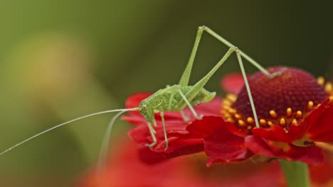 common green grasshopper resting on a red flower in the meadow - macro close-up shot