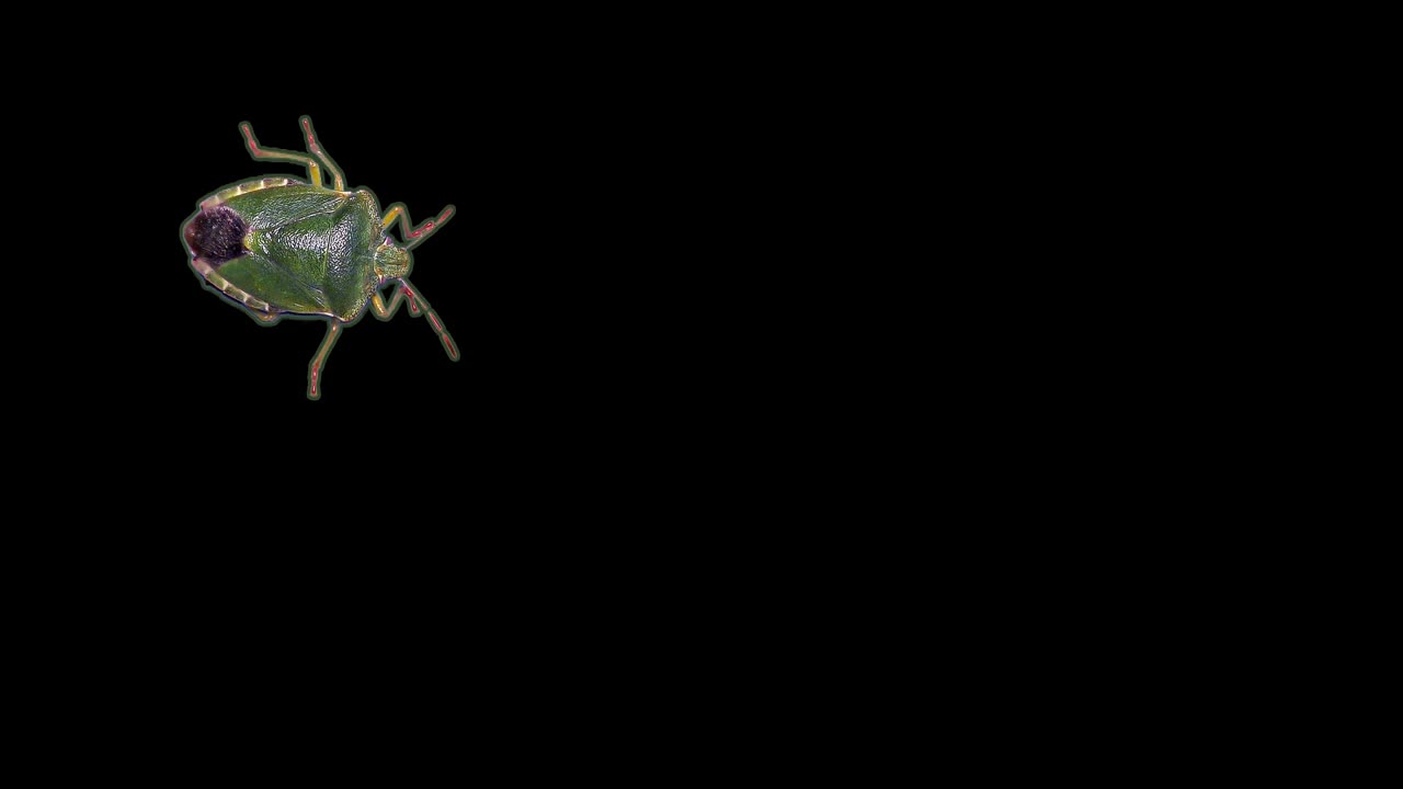 Green stink bug, black background, chroma key