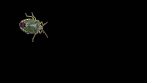 green stink bug, black background, chroma key