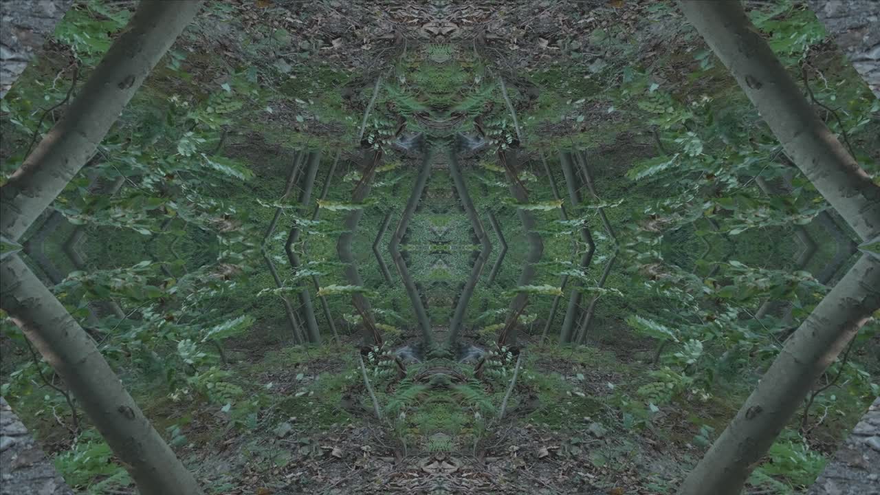 caleidoscopio de vegetación usando imágenes de bosque de wissahickon creek, philadelphia, #32