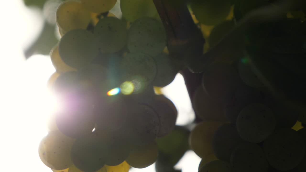 White grape bunch with lens flare at vineyard, slow motion detail