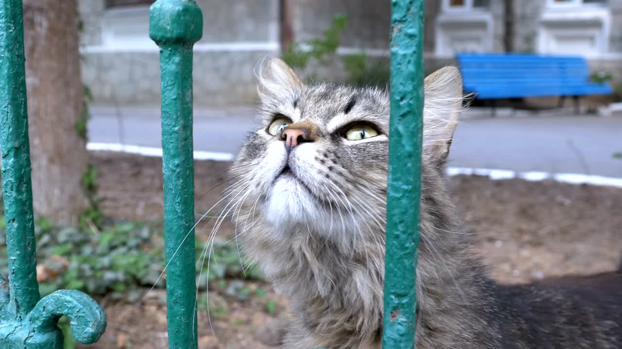 Stray gray cat walks in the park outside the fence and flies