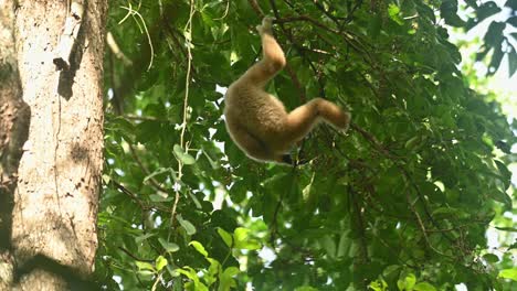 White-handed-Gibbon,-Hylobates-lar,-4K-Footage