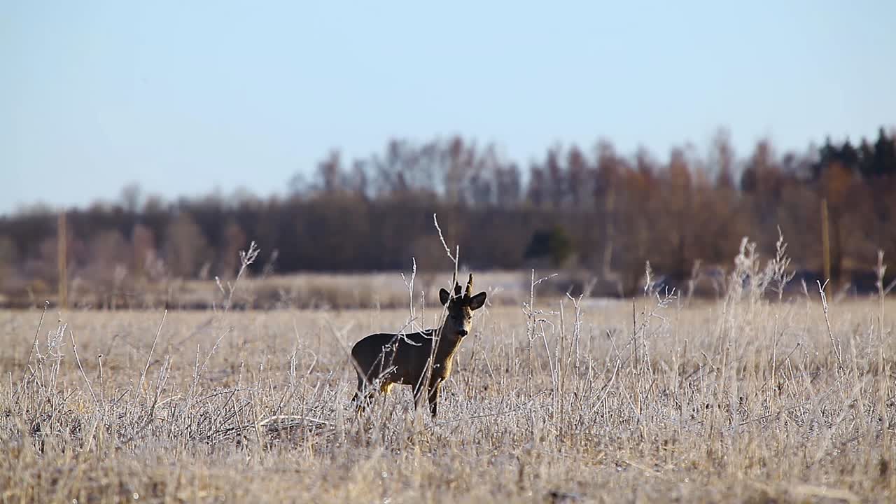 corzo enojado en temporada de apareamiento en campo de hierba seca helada