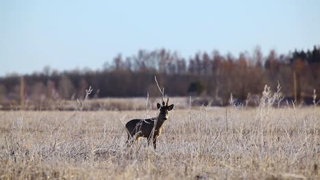 angry roe deer in mating season in frosty dry grass field