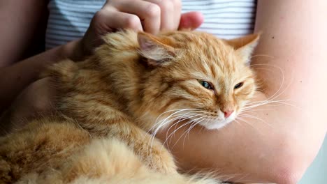 woman stroking cute ginger cat lying in her arms. very fluffy pet purrs closes eyes from pleasure. cozy home