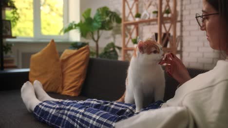 woman petting a relaxed cat on cozy sofa at home a woman gently strokes a calm orange and white cat lying on a dark sofa with yellow pillows the home interior is warm and serene with natural daylight and houseplants slow motion